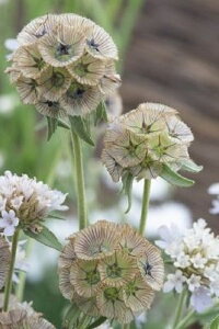 yqzMuller Collection Scabiosa stellata Paper Moon seeds XJrIT Xe^ y[p[[̃^l