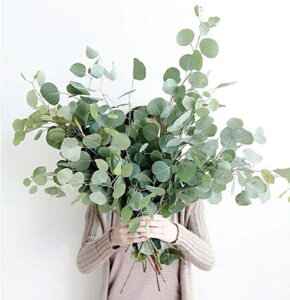 yqzUrban Collection Silver Plate Eucalyptus Seeds Vo[ v[g [Jv^X̃^l