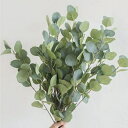 【種子】Silver Dollar Eucalyptus Seeds シルバーダラー ユーカリプタスのタネ