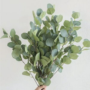 Ԏq Urban Collection Silver Dollar Eucalyptus Seeds Vo[_[ [Jv^X̃^l