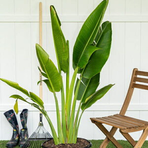 yqzUrban Collection Traveller's Palm Seedgx[Y p[̃^l