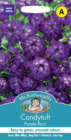 【種子】Mr.Fothergill's Seeds Candytuft Purple Rain キャンディタフト（イベリス） パープル・レイン ミスター・フォザーギルズシード