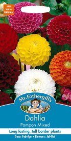 【種子】Mr.Fothergill's Seeds Dahlia Pompom Mixed ダリア ポンポン・ミックス ミスター・フォザーギルズシード
