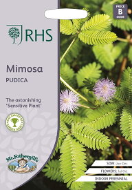 【種子】Mr.Fothergill's Seeds Royal Horticultural Society Mimosa PUDICA RHS ミモザ プディカ ミスター・フォザーギルズシード