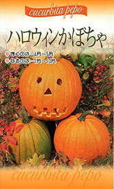 【種子】ハロウィンかぼちゃ 福花園種苗のタネ
