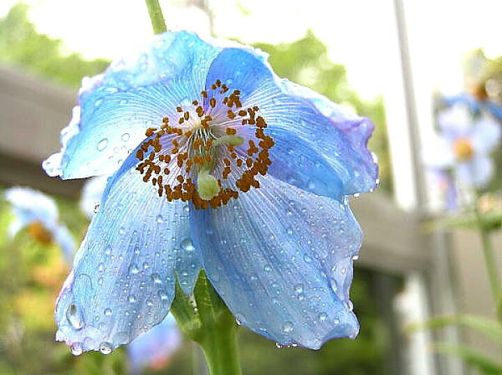 楽天市場 種子 ヒマラヤの蒼いケシ メコノプシス ベトニキフォリア 福花園種苗のタネ Ivy