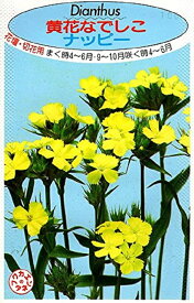 【種子】黄花なでしこ ナッピー 福花園種苗のタネ