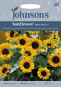�y��q�zJohnsons Seeds Sunflower Baby Face F1 �T���t�����[ �x�r�[�E�t�F�C�X�EF1 �W�����\���Y�V�[�h