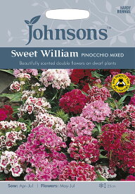 【種子】Johnsons Seeds Sweet William Pinocchio Mixed スイート・ウイリアム(なでしこ)　ピノキオ・ミックス ジョンソンズシード