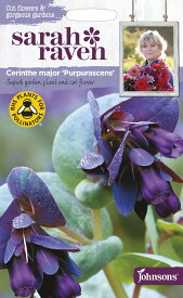 【種子】Johnsons Seeds Sarah Raven Cut flowers & gorgeous gardens Cerinthe major purpurascens サラ・レイブン カットフラワーズ セリンセ・メジャー・プルプラッセンス ジョンソンズシード