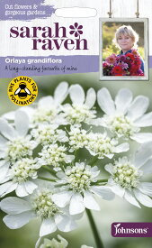 【種子】Johnsons Seeds Sarah Raven Cut flowers & gorgeous gardens Orlaya grandiflora サラ・レイブン・カットフラワーズ オルラヤ グランディフローラ ジョンソンズシード