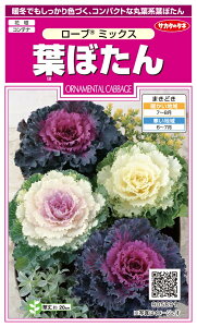 yqztڂ [u(R) ~bNX TJ^̃^l