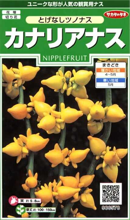楽天市場 種子 カナリアナス フォックスフェイス とげなしツノナスサカタのタネ Ivy