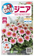 花種子 ジニア プロフュージョン チェリーバイカラー サカタのタネ 農林水産省品種登録 登録品種名 SAKZI…
