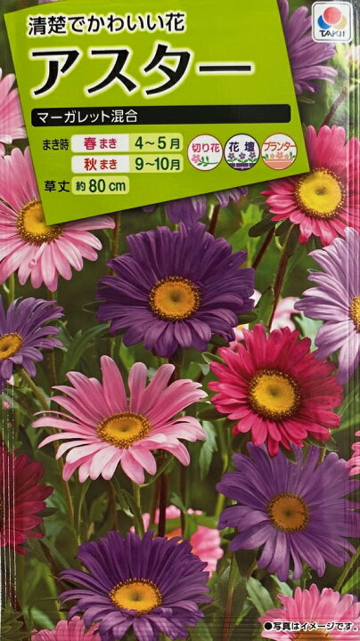 楽天市場 種子 アスター マーガレット混合 タキイ種苗のタネ Ivy