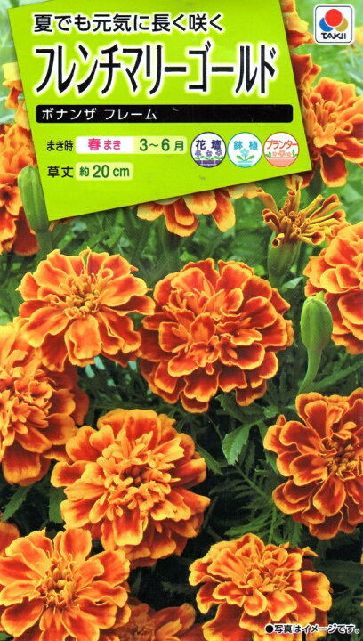 104円 注目の福袋 百日草 ジニア 夏花壇に最適 ザハラ ダブルストロベリー