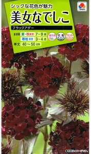 Ԏq Ȃł ubNA_[ ^LCc̃^l