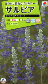 花種子 サルビア ファリナセア ストラータ タキイ種苗のタネ