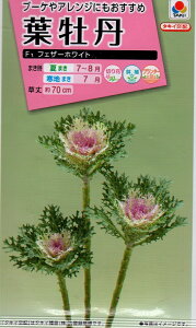 yqztO F1 tFU[zCg ^LCc̃^l