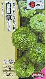 花種子 百日草（ジニア）ジャイアントライム タキイ種苗のタネ