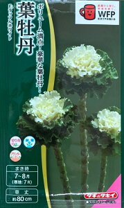 yqztO F1 btzCg ^LCc̃^l