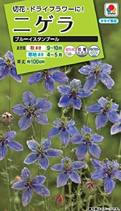 楽天市場 種子 ニゲラ ブルーイスタンブール タキイ種苗のタネ Ivy
