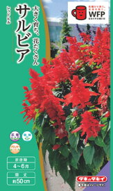花種子 サルビア レッドヒル タキイ種苗のタネ