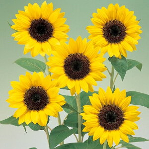 Ԏq Ђ܂ F1 T}[Tb` 45 ^LCc̃^l