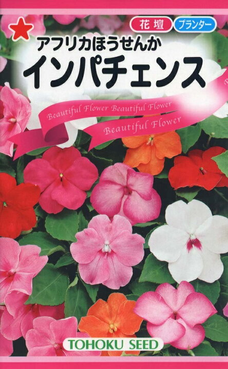 楽天市場 種子 アフリカほうせんかインパチェンストーホクのタネ Ivy