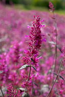 花種子 Muller Collection Agastache cana Zuni seeds アガスターシェ カナ ズニのタネ