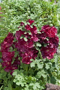 q Muller Collection Alcea rosea Spring Celebrity Crimson seeds AZA [A XvO ZueB N]̃^l