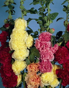 種子 Muller Collection Alcea rosea Chater’s Double Mix seeds アルセア ロゼア チャターズ ダブルミックスのタネ
