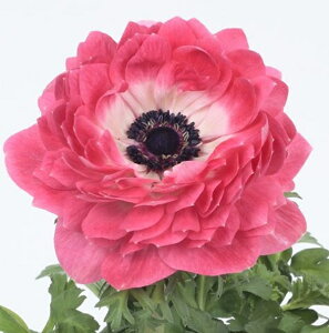 yqzMuller CollectionAnemone coronaria Harmony Double Pink Seed All RiA n[j[ _usÑ^l