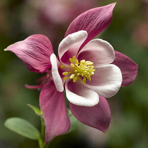 yqzMuller Collection Aquilegia caerulea Kirigami Rose & Pink seeds ALMA JGA LK~ [YsÑ^l