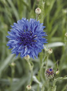 yqzMuller Collection CENTAUREA cyanus BLUE BOY seeds Zg[A VAiX u[{[C̃^l