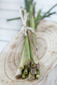 ハーブ種子 Muller Collection Lemon Grass (Cymbopogon flexuosus) seeds レモングラス（キンボポゴン フレクスオスス）のタネ