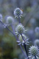 花種子 Muller Collection Eryngium planum Blue Glitter seeds エリンジューム プラナム ブルーグリッタ…