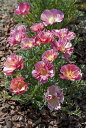 【種子】Muller Collection Eschscholzia californica Thai Silk Rose Chiffon seeds エスコルシア カリフォルニア タイシルク ローズシフォンのタネ