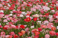 花種子 Muller Collection Papaver rhoeas Falling in Love seeds ポピー フォーリンラブのタネ