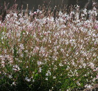 花種子 Muller Collection Gaura lindheimeri Sparkle White seeds ガウラ リンドヘイメリ スパークル ホ…