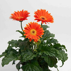 yqzMuller Collection Gerbera jamesonii MAJORETTE Sunset Orange seeds K[x \j[ }Wbe TZbgIW̃^l