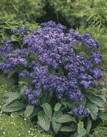 種子 Muller Collection Heliotrope arborescens Mini-marine seeds ヘリオトロープ アルボレッセンス ミ…