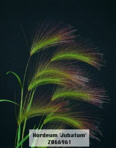 yqzMuller Collection Hordeum jubatum seeds zf[ Wo^̃^l