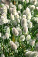 花種子 Muller Collection Lagurus ovatus seeds ラグラス オバタスのタネ