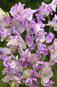 yqzMuller Collection Lathyrus odoratus Spencer Pulsar seeds VX Ih^XiXC[gs[j XyT[ pT[̃^l