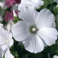 花種子 Muller Collection Lavatera trimestris Mont Blanc seeds ラバテラ トリメストリス モンブランの…