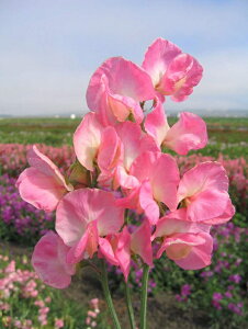 yqzMuller Collection Lathyrus odoratus Mammoth Salmon Cream VX Ih^XiXC[gs[j }X T[ N[̃^l