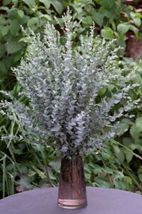 yqzMuller CollectionEucalyptus latens Moon Lagoon Seeds[Jv^X eX [O[̃^l