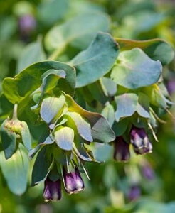 yqzMuller Collection Cerinthe major Purpurascens Pride of Gibraltar seeds ZZ W[ vvZX vCh Iu Wu^̃^l
