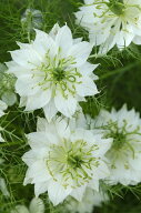 花種子 Muller Collection Nigella damascena albion green pod seeds ニゲラ ダマスケナ アルビオン グ…